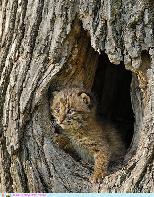 Baby Bobcat 