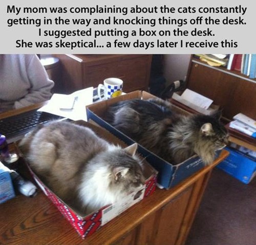 Inbox and Outbox? No, Cat's Box Lolcats lol cat memes funny