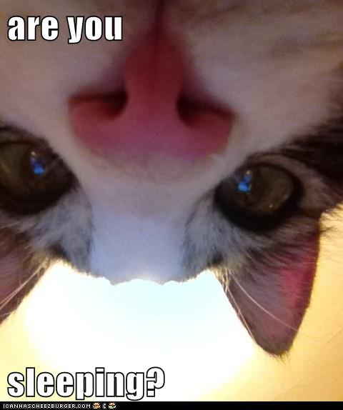 Not Anymore - Lolcats - lol | cat memes | funny cats | funny cat ...