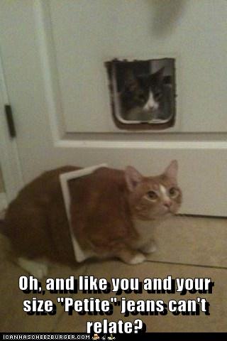 Don't Judge Me, Hoomin - Lolcats - lol | cat memes | funny cats | funny cat pictures