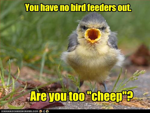 A Little Bird Told Me Animal Comedy Animal Comedy Funny