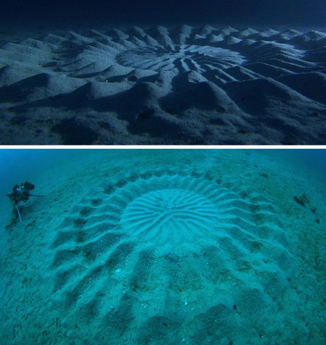 Pufferfish Make Underwater Crop Circles - School of Fail - homework class  test