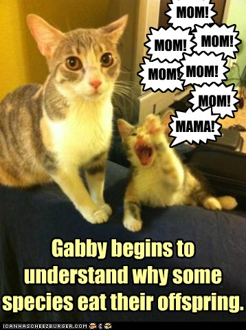 Bugs Is Smart - Lolcats - lol | cat memes | funny cats | funny cat ...