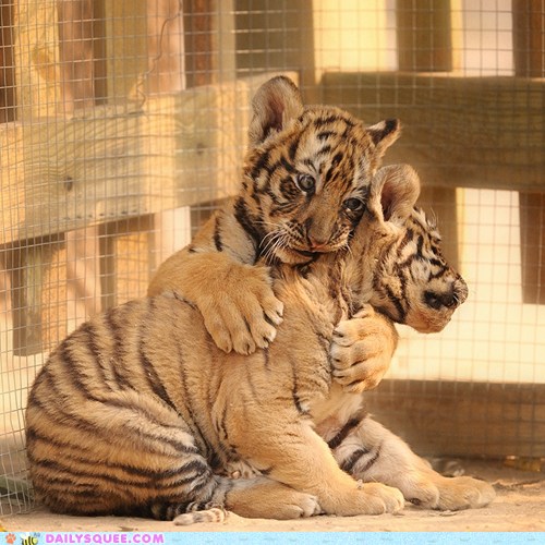 Daily Squee - tiger - Page 8 - Cute Animals in the Cutest Pictures Ever and  even cuter baby animals - Cute Animals - Cute Baby Animals - Cute Animal  Pictures - Animal Gifs - GIF Animals - Cheezburger