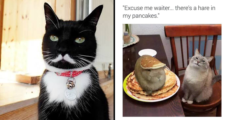 24 Stupid Cat Pics And Memes That'll Have You Feline Good - Memebase ...