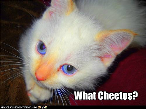 I Neber Habed Any Cheetos - Lolcats - lol | cat memes ...