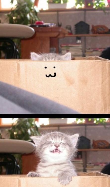 lol surprise cat