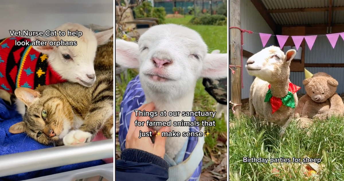 Rescue Mission Goes Viral On Tiktok After Showing The Quirks And Perks