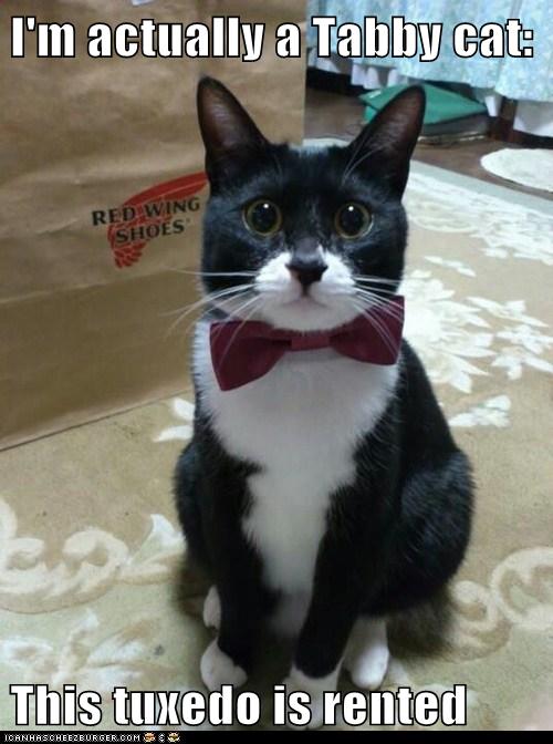 I'm actually a Tabby cat: This tuxedo is rented - Lolcats ...