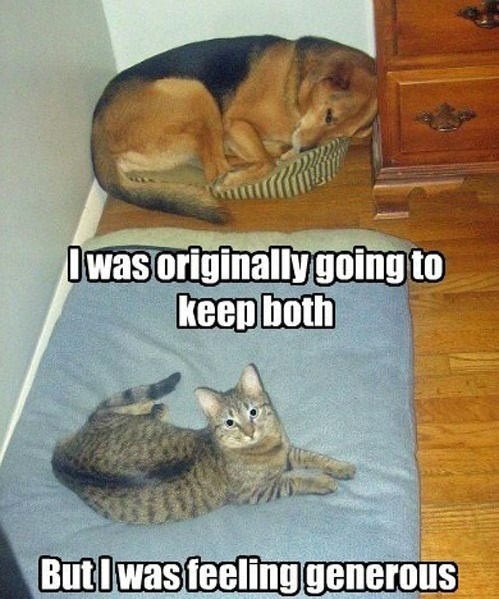 How Nice - Lolcats - lol | cat memes | funny cats | funny cat pictures ...