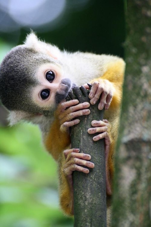 Silly Little Monkey - Daily Squee - Cute Animals - Cute Baby Animals