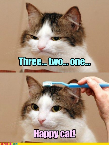 happy cat toothbrush