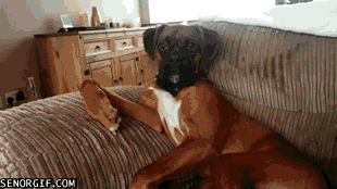 https://i.chzbgr.com/original/7566003200/h412D9BCD/dog-relaxing-in-a-chair