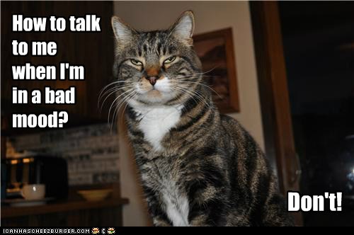 Not a Morning Purrson - Lolcats - lol | cat memes | funny cats | funny