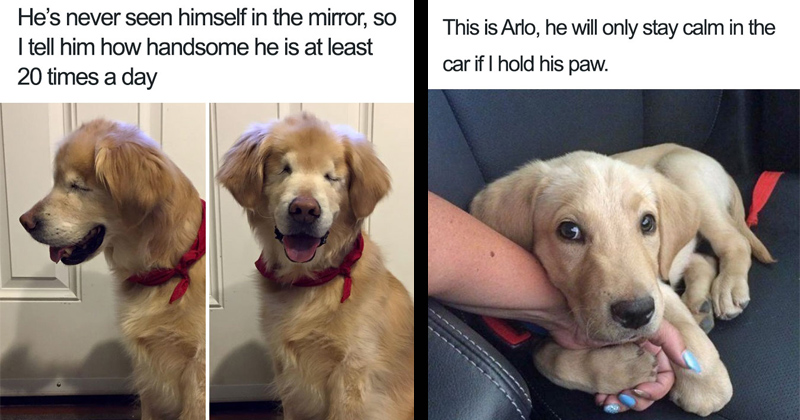 15 Cute AF Dog Memes That Are Wholesome Enough For Even Your Grandma ...