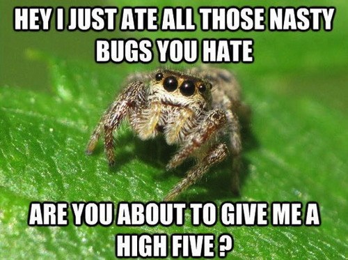 Sorry Spider Nope Memebase Funny Memes