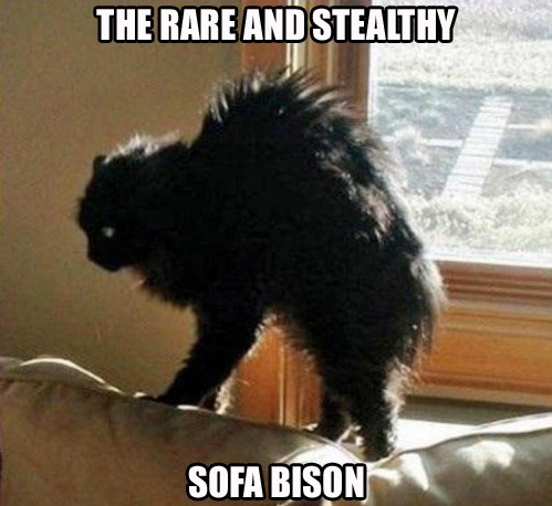 Simply Majestic - Lolcats - lol | cat memes | funny cats | funny cat ...