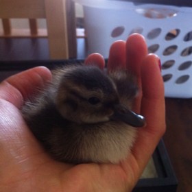 Meet Quackers - Daily Squee - Cute Animals - Cute Baby Animals - Cute ...