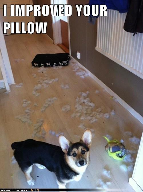 I Has A Hotdog stuffing Funny Dog Pictures Dog Memes Puppy