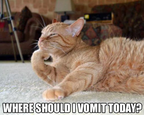 Lolcats Vomit Lol At Funny Cat Memes Funny Cat Pictures With Words On Them Lol Cat Memes Funny Cats Funny Cat Pictures With Words On