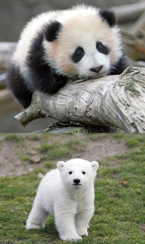 Squee Spree: Panda Bear vs. Polar Bear - Daily Squee - Cute Animals