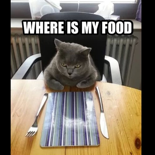 WHERE IS MY FOOD Lolcats lol cat memes funny cats funny cat