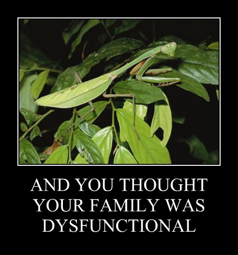 Very Demotivational - praying mantis - Very Demotivational Posters