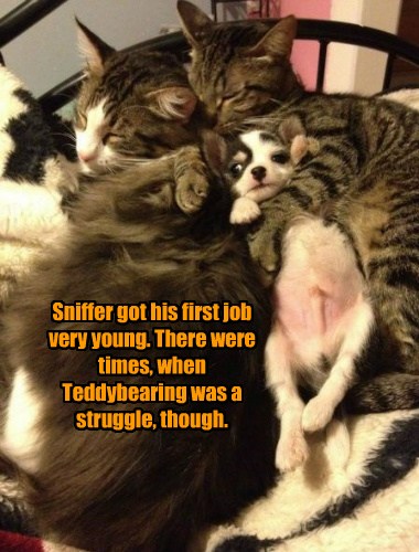 Most Of The Time It Was Just A Snuggle Though - Lolcats - Lol 