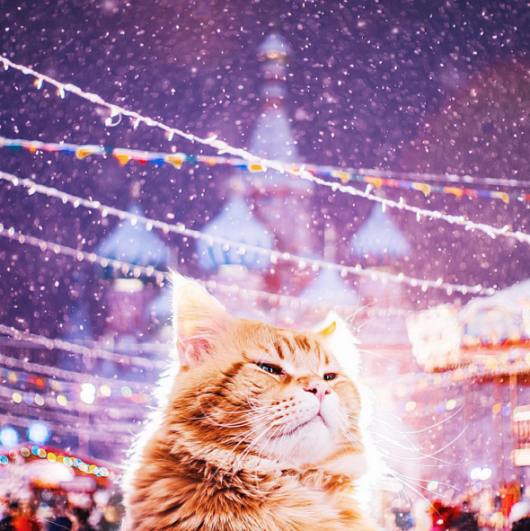 Meet the Russian Cat That Gets to Live in a World Full of Magic I Can