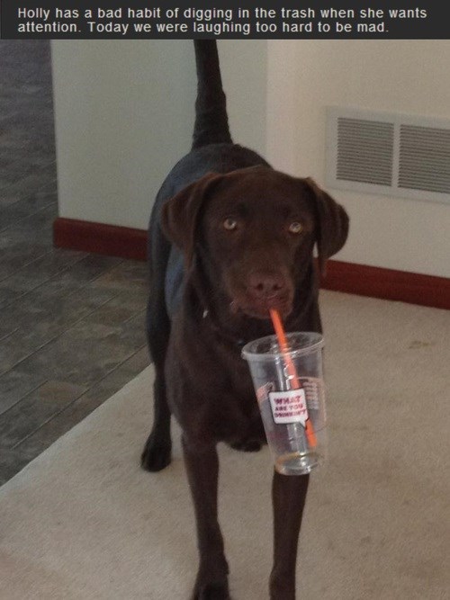 This Is the Last Straw I Has A Hotdog Dog Pictures Funny pictures