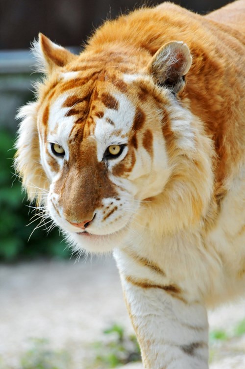 A Rare Golden Tiger - Daily Squee - Cute Animals - Cute Baby Animals - Cute  Animal Pictures - Animal Gifs - GIF Animals