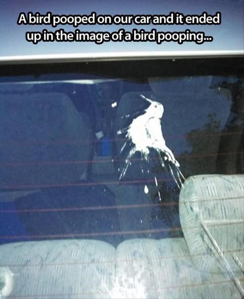 Yo Dawg, Now You Can See Bird Poop Go Poop - Memebase ...