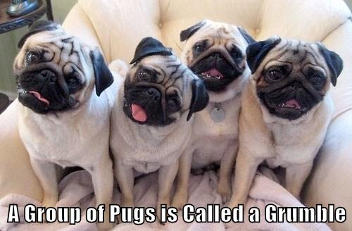 a-group-of-pugs-is-called-a-grumble-cheezburger-funny-memes-funny