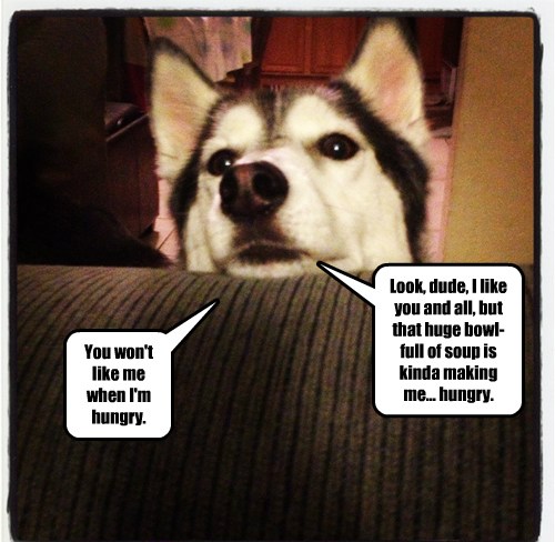 Evil Husky - I Has A Hotdog - Dog Pictures - Funny pictures of dogs