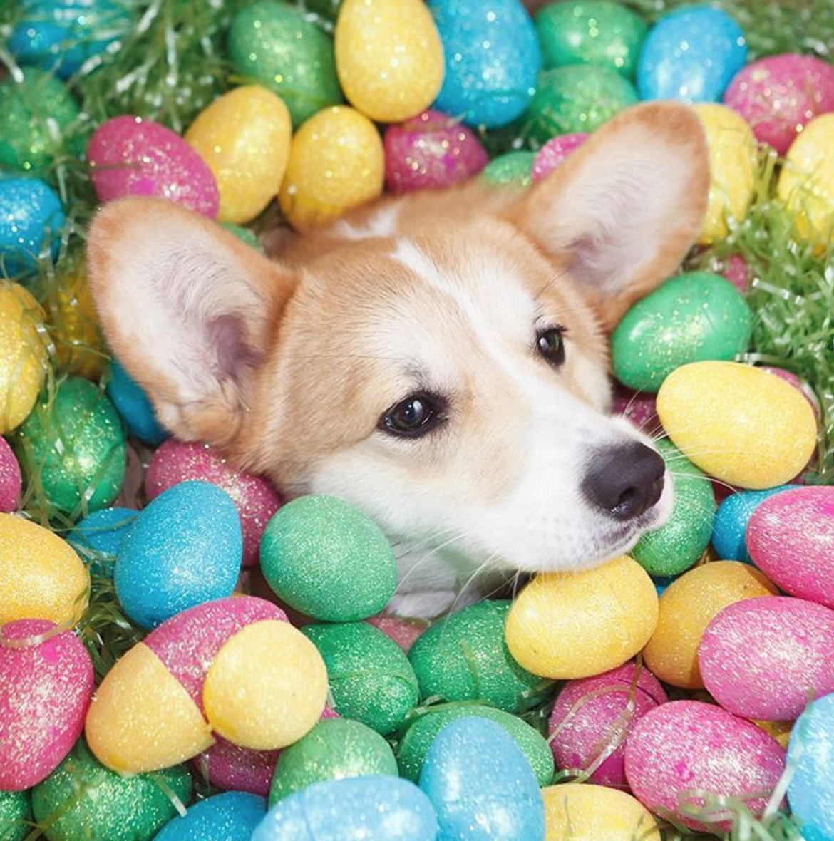 Happy Easter From These Festive Cats and Dogs I Can Has Cheezburger?
