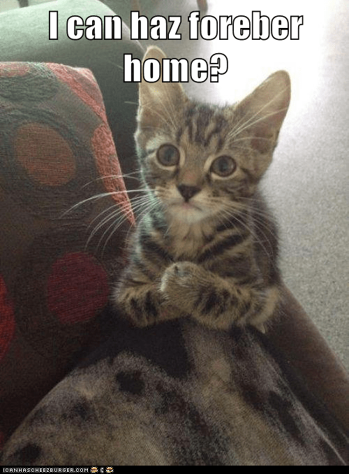 I Can Has Adoptshun? Lolcats lol cat memes funny cats funny cat pictures with words on