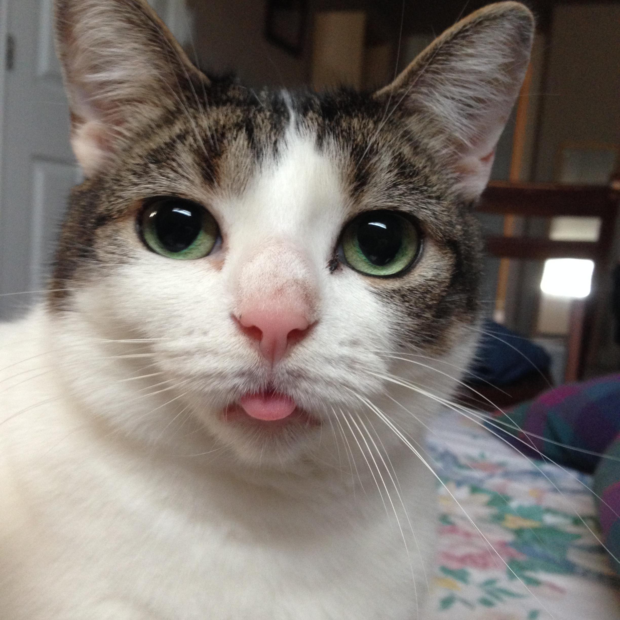 Some of the Best Cat Tongues from Reddit's Blep Community I Can Has