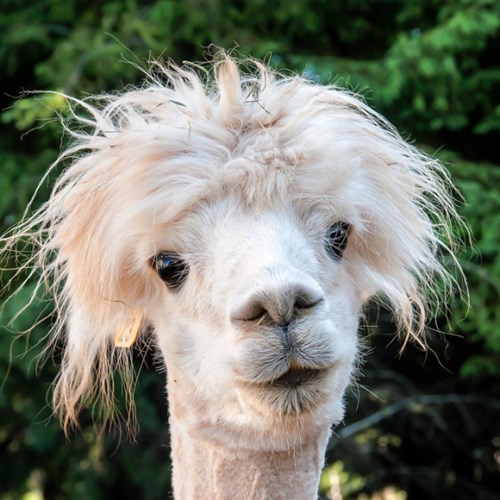 Having a Wild Hair Day - Daily Squee - Cute Animals - Cute Baby Animals