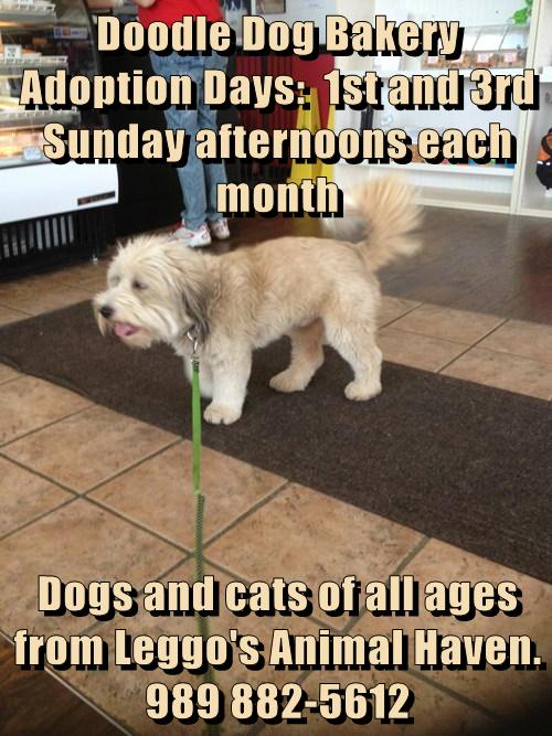 doodle dog bakery