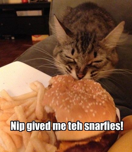 Tastes so Good! - Lolcats - lol | cat memes | funny cats | funny cat ...