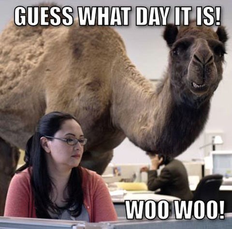 Hump Day! - Animal Comedy - Animal Comedy, funny animals, animal gifs