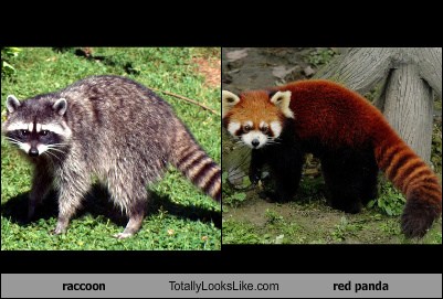 A Raccoon Totally Looks Like a Red Panda - Totally Looks Like