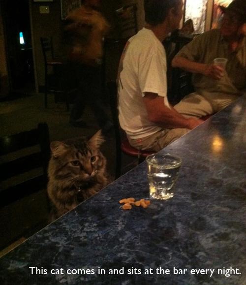 I'll Have The Usual - Lolcats - lol | cat memes | funny cats | funny ...