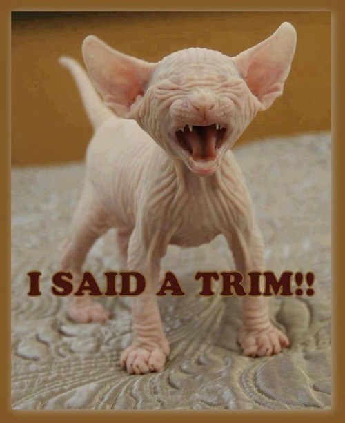 Worst. Haircut. Ever - Lolcats - lol | cat memes | funny cats | funny