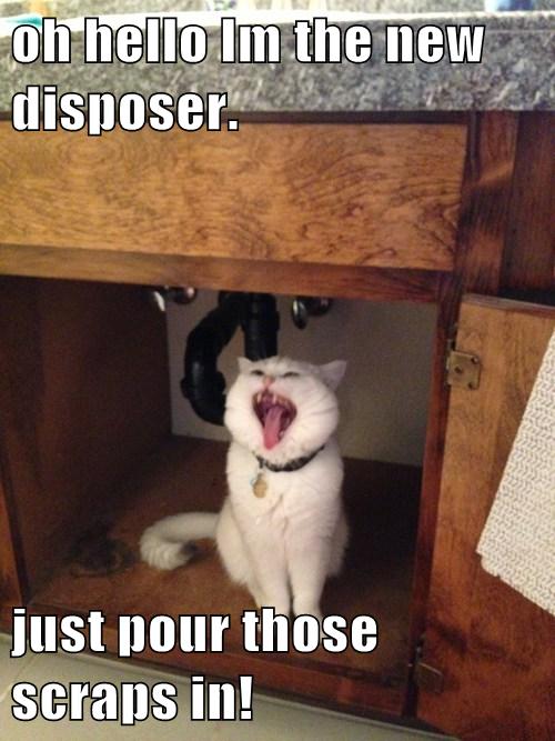 Clean Plate Helper - Lolcats - lol | cat memes | funny cats | funny cat ...