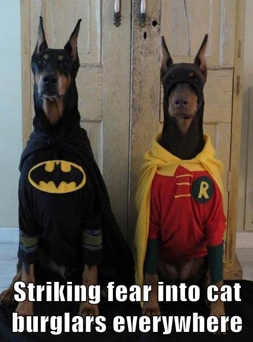 cat-burglar-batman-and-robin-costume-funny-7752970496