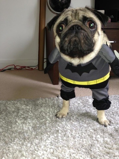 Nananananananana Batpug! - I Has A Hotdog - Dog Pictures - Funny