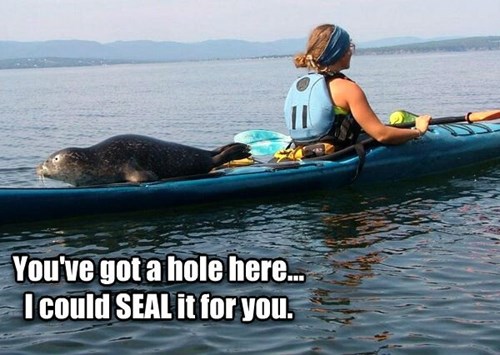 Puns - seal - Funny Puns - Pun Pictures - Cheezburger