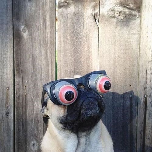 I Has A Hotdog bug eyes Funny Dog Pictures Dog Memes Puppy Pictures Pictures of dogs