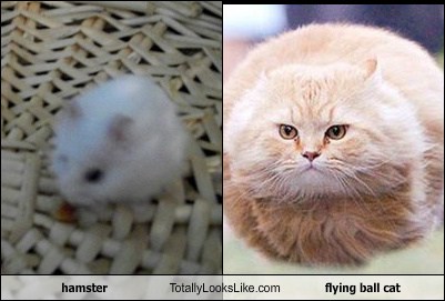flying cat ball